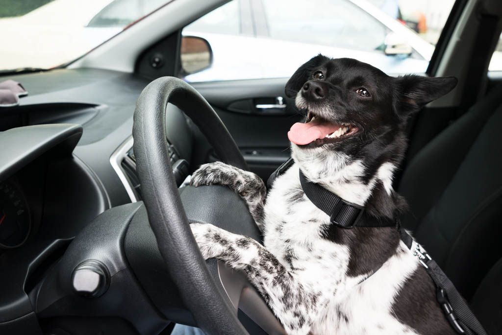 Black and white dog sitting up at a car steering wheel like a chauffeur