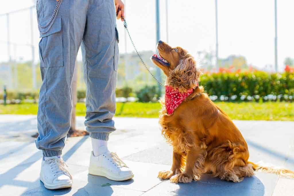 Cocker spaniel on a leash looking up at its walker in a sunny park